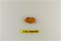 藏品(肉球皺蟹)的圖片